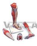 Lower Muscle Leg Model with detachable Knee, 3 part, Life Size